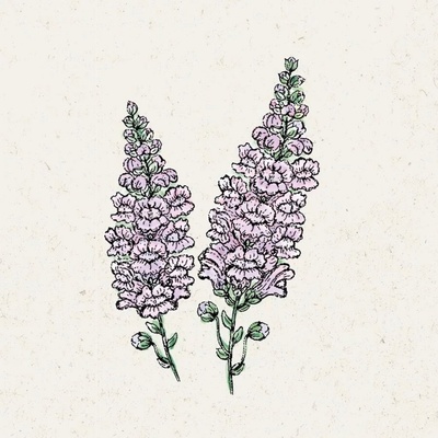 Jora Dahl Papuľka väčšia "Summer Lavender" Antirrhinum Majus 1 bal.