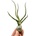 Tillandsia bulbosa