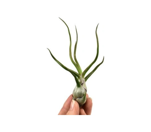 Tillandsia bulbosa