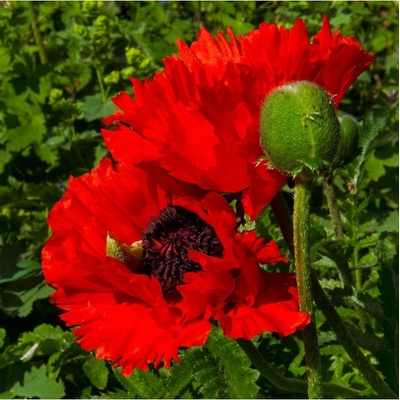 Mák Scarlet Peony - Papaver somniferum - semena máku - 150 ks