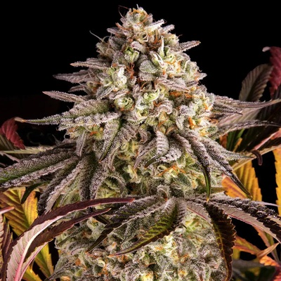 Barney's Farm Blue Sunset Sherbert semena neobsahují THC 3 ks