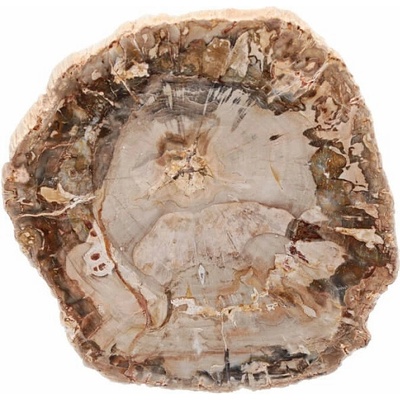 Nefertitis Zkamenělé dřevo leštěný řez 32 NF63916 - cca 10 x 10 cm, 291 g