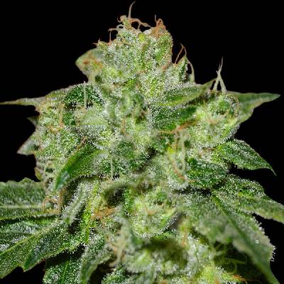 G13 Labs Seeds Chocolate Heaven semena neobsahují THC 5 ks