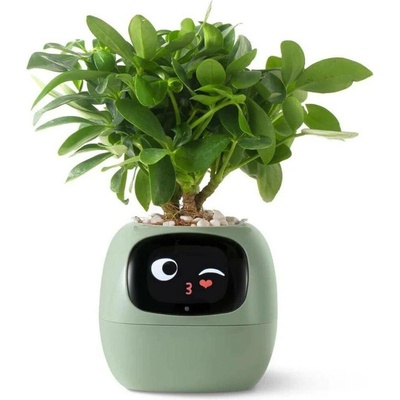 Plantsio Ivy zelený