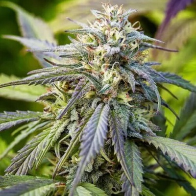 PowerStrains Afghan Kush AUTO semenana neobsahují THC 1 ks