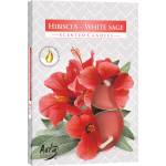 BISPOL Ароматни свещи Bispol Aura - Hibiscus-White Sage, 6 броя (p15-356)