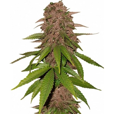 Fastbuds C4 Auto semienka neobsahujú THC 100 ks