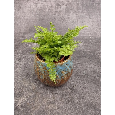 Nephrolepsis Green Fantasy mini