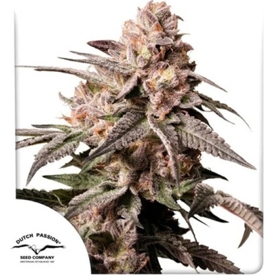 Dutch Passion Slush Mint Cake semena neobsahují THC 3 ks