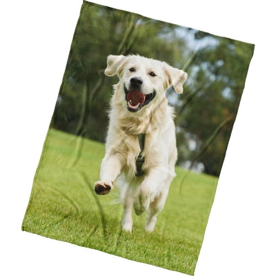 BedTex Deka mikroplyš Pes Zlatý Retriever 150x200