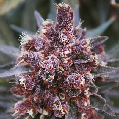 Ace Seeds Violeta regular semienka neobsahujú THC 10 ks