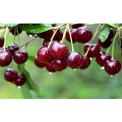 Čerešňa vtáčia (Prunus avium) ´BURLAT´ - skorá, výška 120-150 cm, voľnokorenná