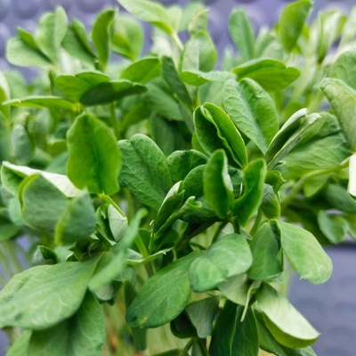 Microgreens Hrášok z javorového listu na mikrozeleninu 100 g