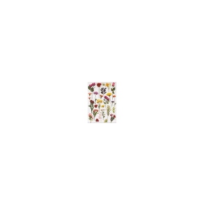 Transfer Me Fresh Flowers, A4 (Dress My Craft) nezařazeno DEKDMCDP5359