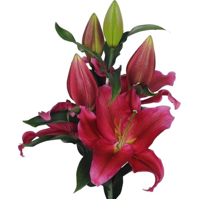 Lilie OR RED DAWN 105 cm / 5+