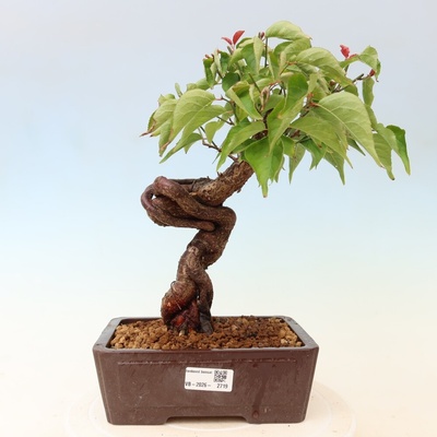e-bonsai Venkovní bonsai -Japonská meruňka - Prunus Mume