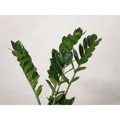 Zamioculcas zamiifolia (menší)