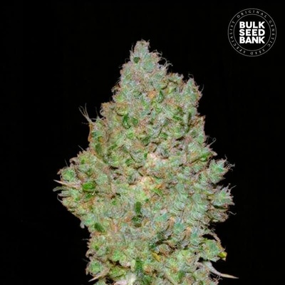 Bulk Seed Bank Jack Hair semienka neobsahujú THC 100 ks