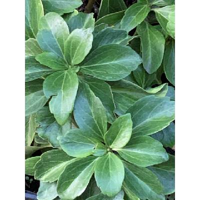 Pachysandra klasnatá (tlustonitník) 15-20 cm