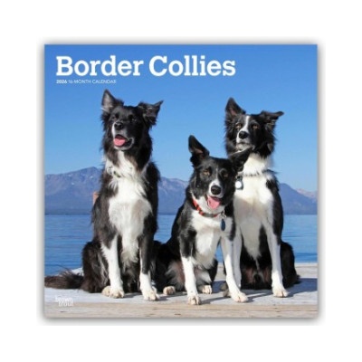 Browntrout Verlags GmbH Border Collies 2026 - 16-Monatskalender | BrownTrout Publishers Inc