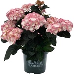 Black Diamond® Midnight Pearl - Black Diamonds® Хортензия Macrophylla