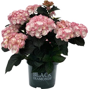 Black Diamond® Midnight Pearl - Black Diamonds® Хортензия Macrophylla