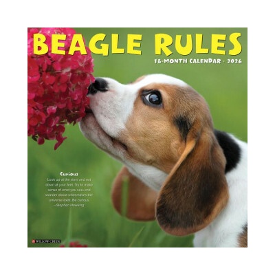 Beagle Rules 12 X 12 Wall 2026
