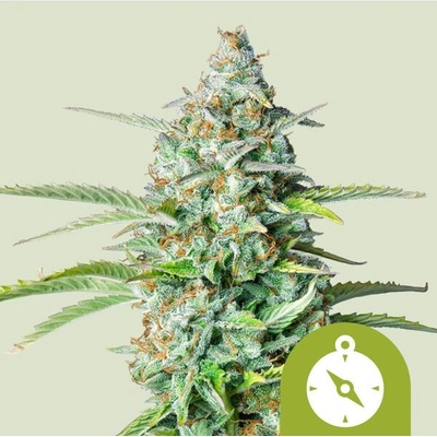 Royal Queen seeds Northern Light Automatic semienka neobsahujú THC 100 ks