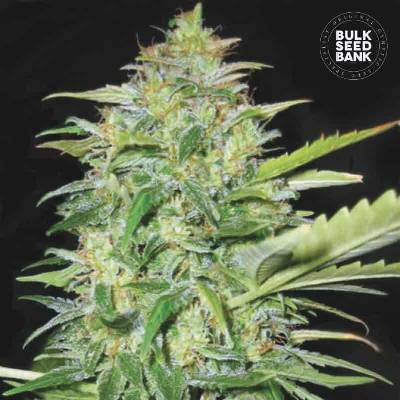 Bulk Seed Bank AUTO Lime Skunk semena neobsahují THC 10 ks