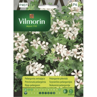 Pelargonie převislá Vilmorin Premium 7 semen