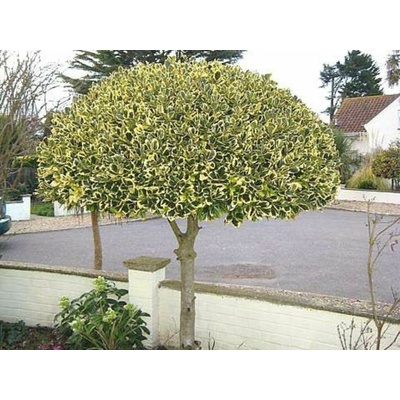 Cezmína ostrolistá Variegatum na 80-90cm kmienku, výška 120-130 cm, kont. 18 l