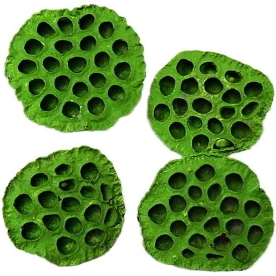 lotos velký zelený, 8-10 cm, cena za 15 ks