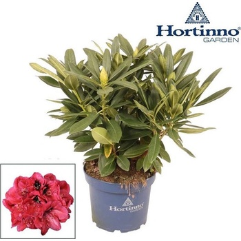 Rhododendron Red Devil - 23cm - Heureka.cz