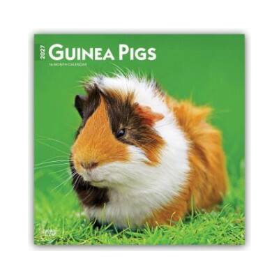 Guinea Pigs Meerschweinschen 16-Monats 2027