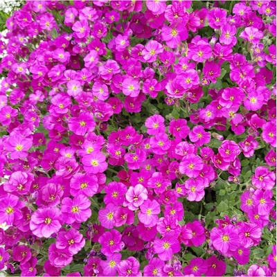 Tařička zahradní červená Leichtlinii- Aubrieta hybrida - semena tařičky - 200 ks