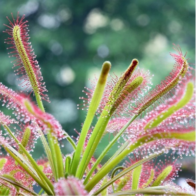 Rosnatka kapská - Drosera Capensis - osivo rosnatky - 15 ks