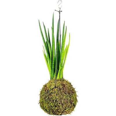 Gardners Kokedama Sansevieria bacularis (M) Sanseveria, Tchýnin jazyk, Tenura 1 ks