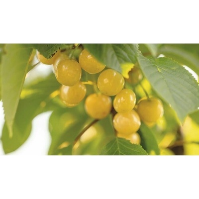 Čerešňa žltá chrupka BIO FloraSelf Bio Prunus avium 'Dönissenova' výška 120-150 cm kvetináč 7,5 l