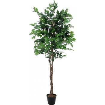 Fikus-Benjamin Multi-kmen, 210 cm