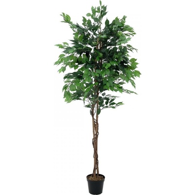 Fikus-Benjamin Multi-kmen, 210 cm