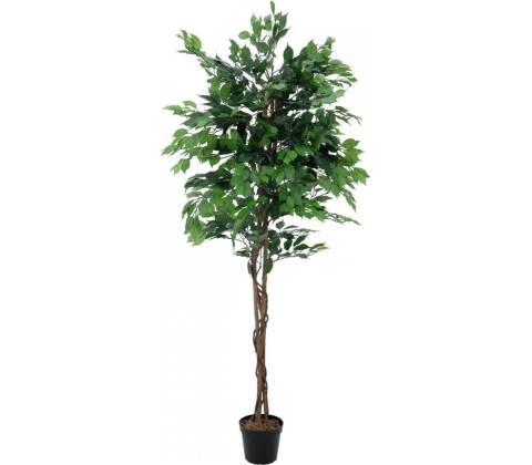 Fikus-Benjamin Multi-kmen, 210 cm