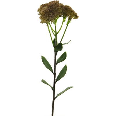 Rozchodník - Sedum květina krémová V59 cm (N937480)