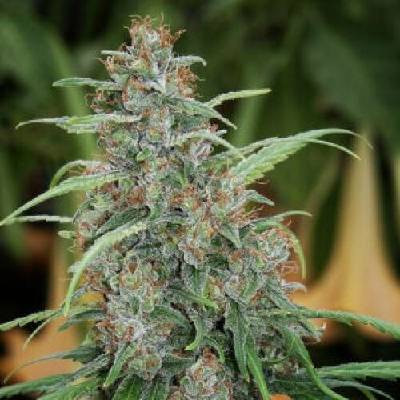 Mandala Seeds Fast NGlorious regular semena neobsahují THC 5 ks