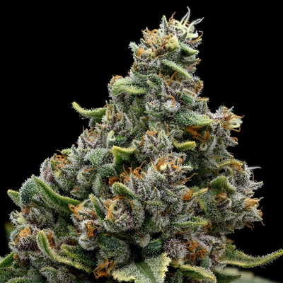 Anesia SeedsCalamansi Crystal Candy Semienka neobsahujú THC 3 ks