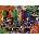 Anatolian - Puzzle The Duet - 1 500 piese