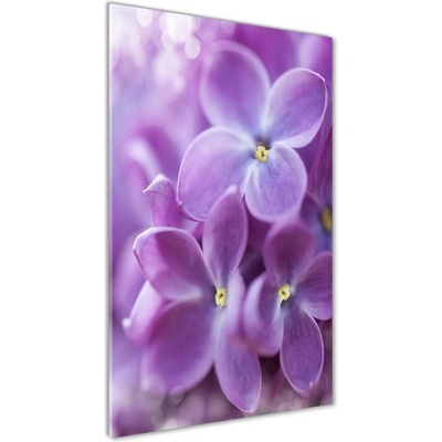Vertikálny foto obraz sklenený Kvety bzu 50x100 cm
