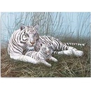 Malování podle čísel Bílý tygr s mládětem