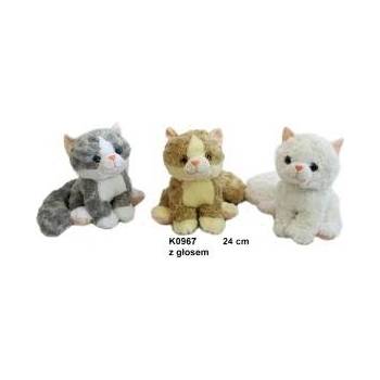 SUN-DAY Cat 3 colors with gloss