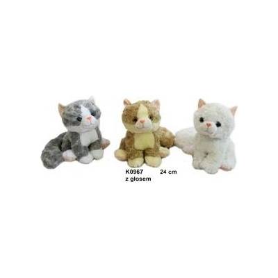 SUN-DAY Cat 3 colors with gloss