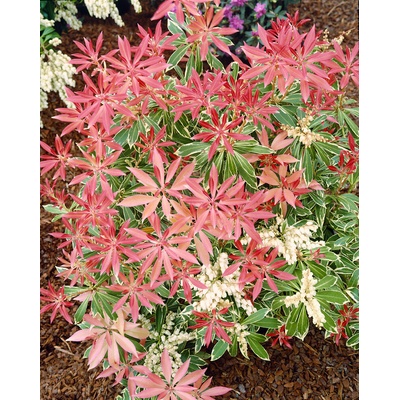 Agarden Pieris japonská 'Flaming Silver'